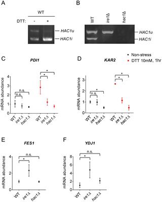 Endoplasmic stress sensor Ire1 is involved in cytosolic/nuclear protein quality control in Pichia pastoris cells independent of HAC1